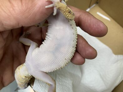 Caso clínico Geco: Abdomen dilatado, se observa por transparecia de la pared abdominal la presencia de estructuras amarillentas en el interior de la cavidad celómica.