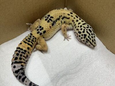 Cas clínic de cirurgia en Geco