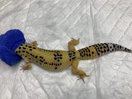 Caso clínico Geco: Preparación del geco para la cirugía (inducción con Alfaxolona y Isofluorano)