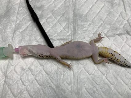 Caso clínico Geco: Intubación y monitorización del pulso mediante sonda Doppler.