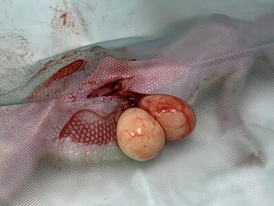 Caso clínico Geco: Exteriorización del ovario izquierdo, con un folículo preovulatorio normal a la izquierda de la imagen y un folículo en proceso de reabsorción con presencia de vasos sanguíneos en su superficie.