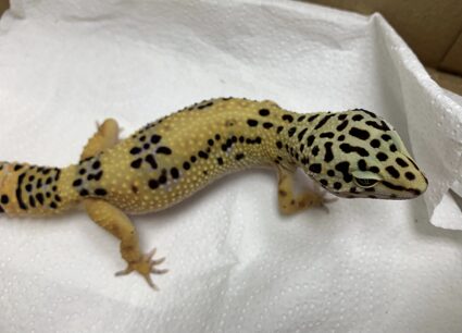 Caso clínico Geco: Geco recuperado tras la cirugía.