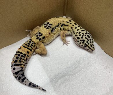 Caso clínico: Geco leopardo (Eublepharis macularius)