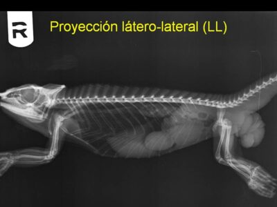 Casos clínicos en animales exóticos