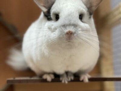 Cas clínic de patologia dental a chinchilla