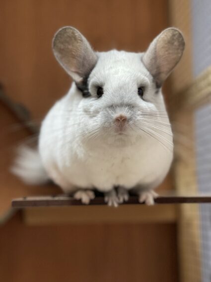 Sif, la chinchilla con problemas dentales totalmente recuperada.
