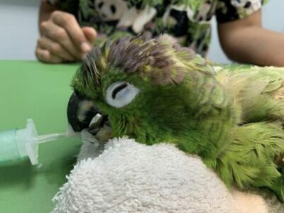 Cas clínic d'endoscòpia en aus