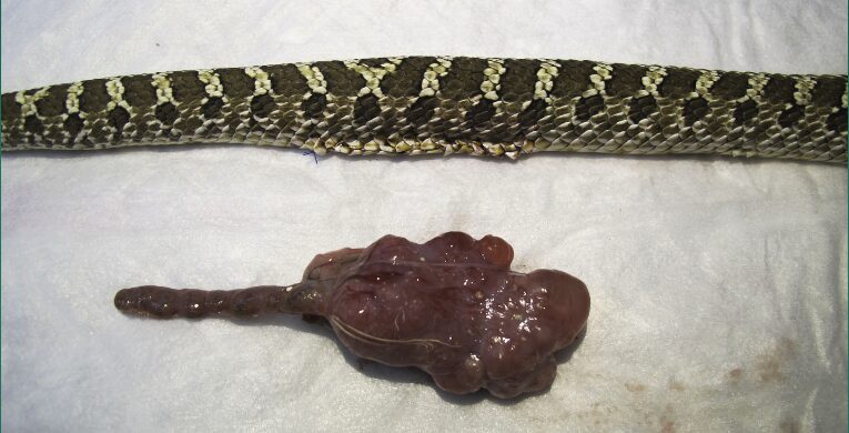 Fig 9. Caso clínico serpiente: secuencia de cirugía