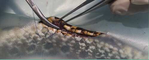 Fig 7. Caso clínico serpiente: secuencia de cirugía