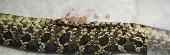 Fig 8. Caso clínico serpiente: secuencia de cirugía