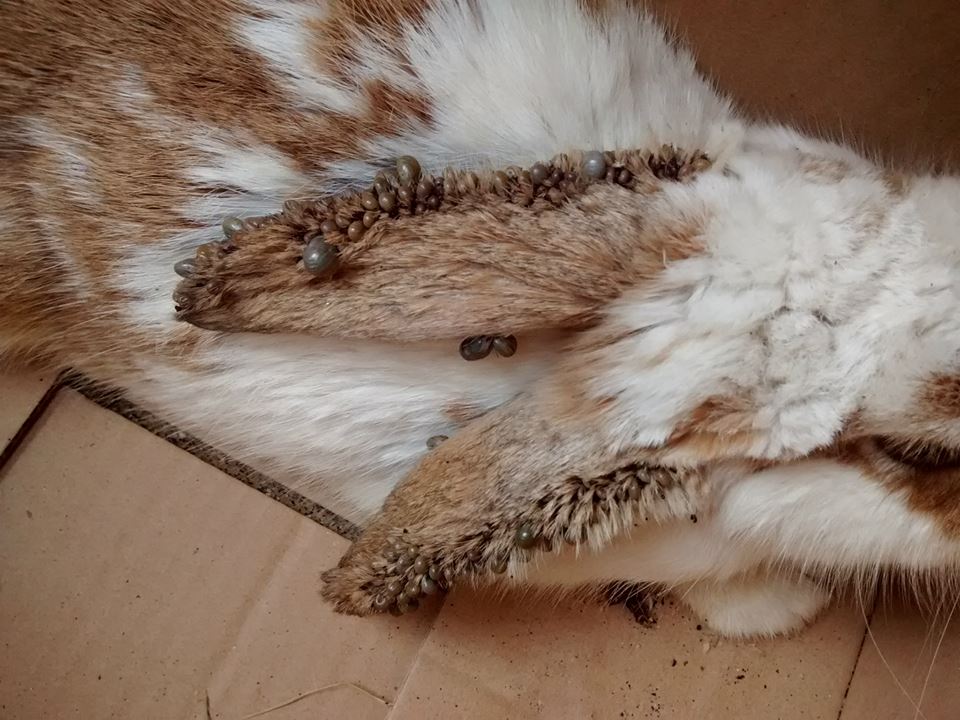 Garrapatas en las orejas de Lucía