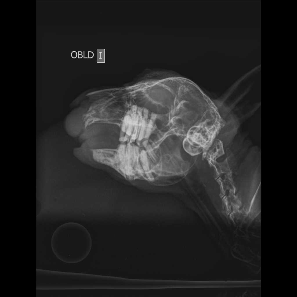 Radiografía realizada a un conejo IIII