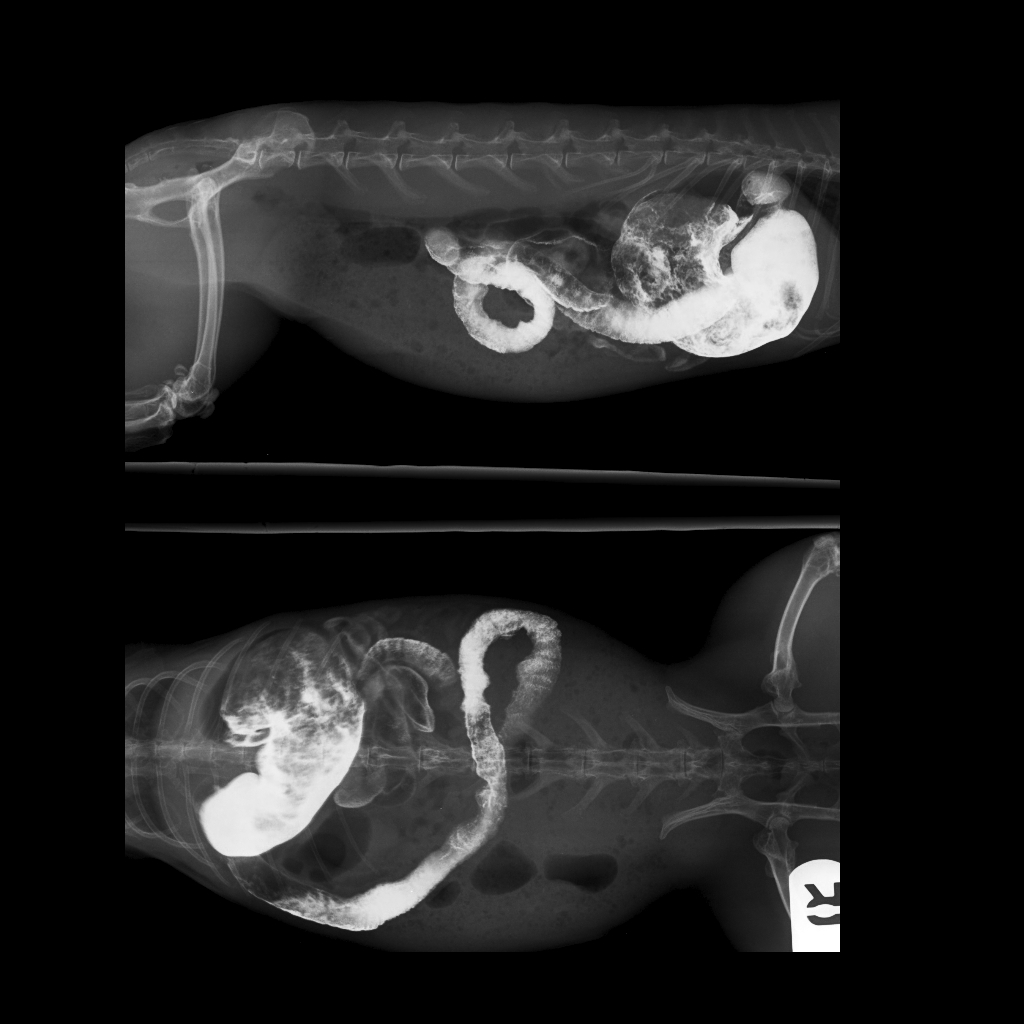 Radiografía realizada a un conejo II