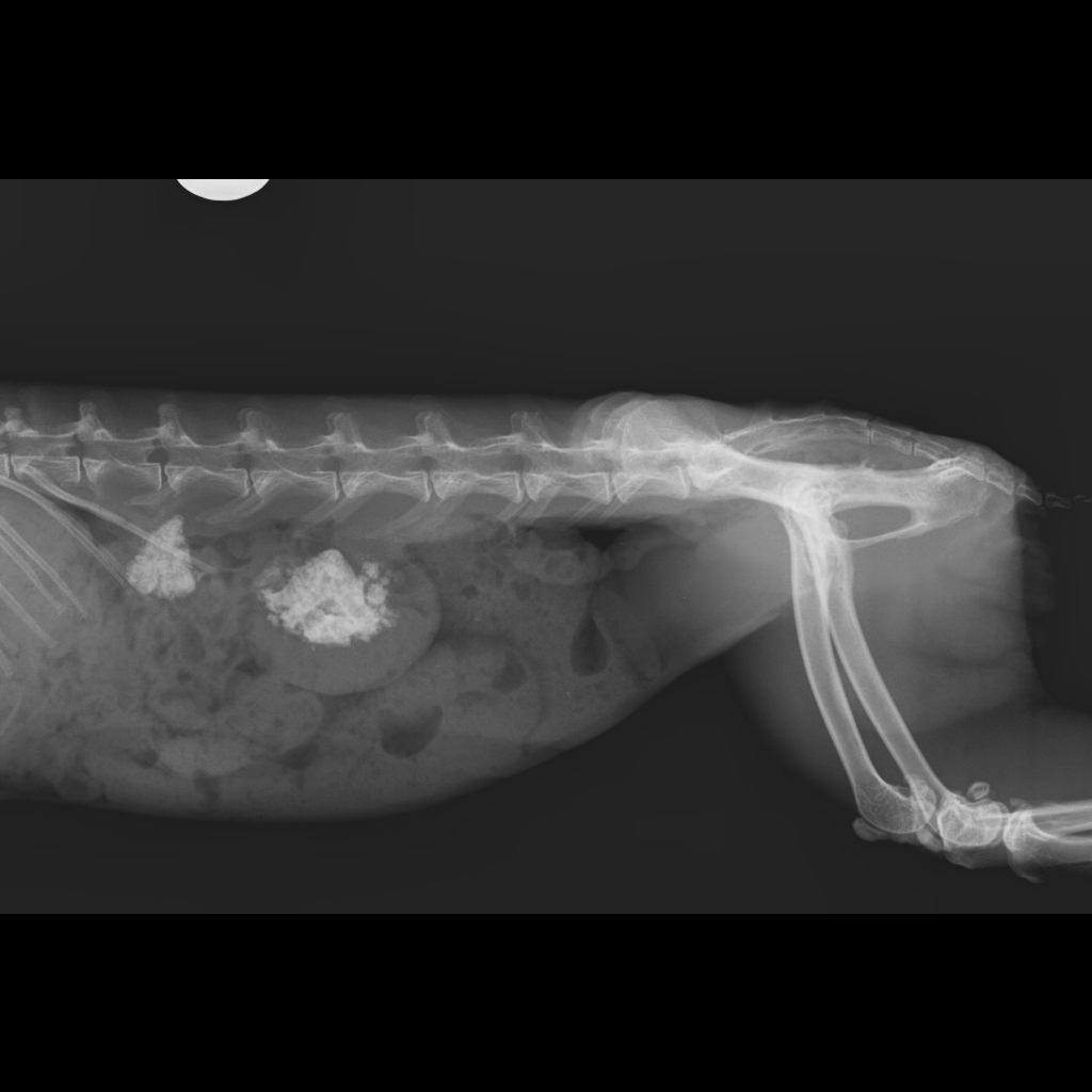 Radiografía realizada a un conejo