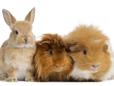 Combatre el cop de calor