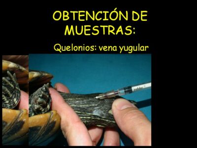 Presa de mostra de sang en tortugues