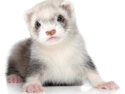 El hurón: un animal pícaro y juguetón