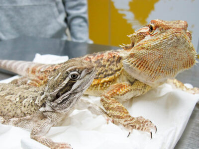 Paràsits externs en saures