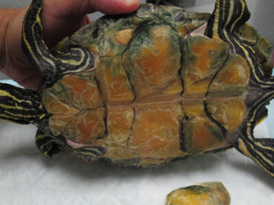 Retenció de mudes a tortugues