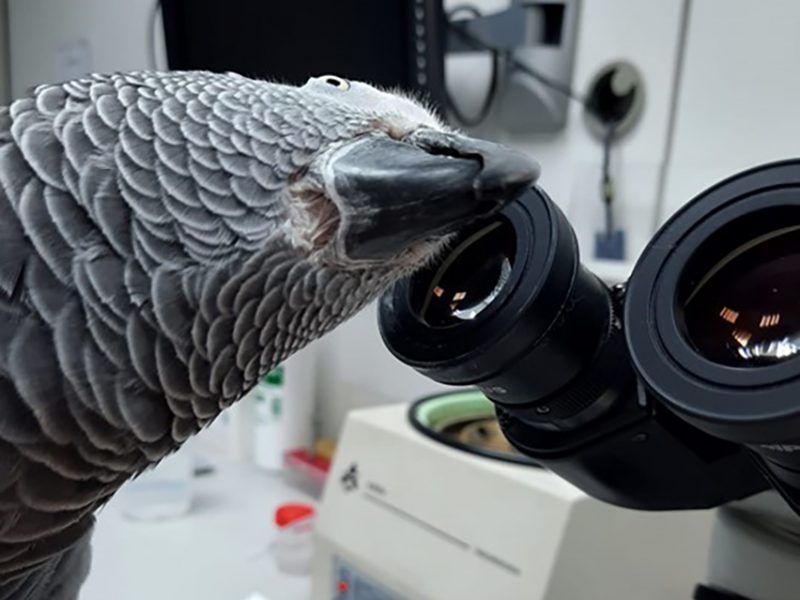 loro-mira-microsopio2 loro-mira-microsopio2